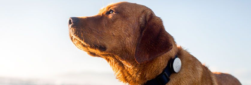 Lo último wearables: collares inteligentes para perros