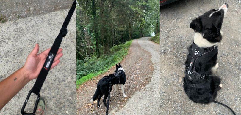 Laufen mit einem Hund: 6 Tipps für den Trainingsbeginn, Raidlight x I-Dog