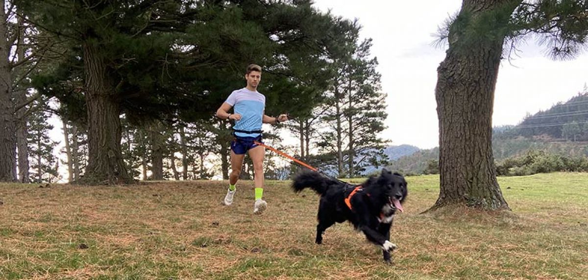 afbryde Sportsmand værksted Non Stop Dog Wear, kit complet de canicross pour courir avec son chien