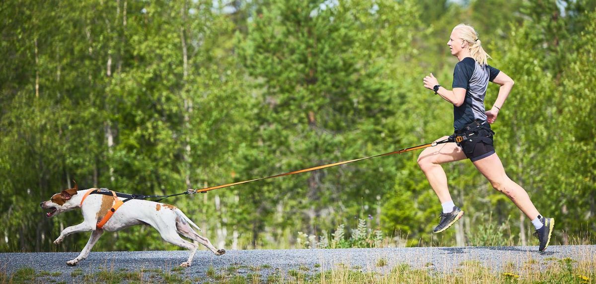 Canicross: How to choose a harness for your dog and which one to buy