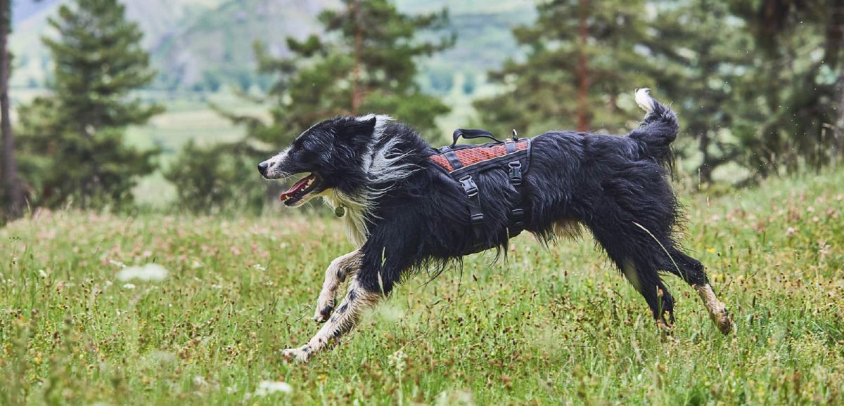 Ceinture et Sangle de trait pour Jogging avec un chien