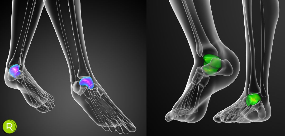The anatomy of the Achilles tendon