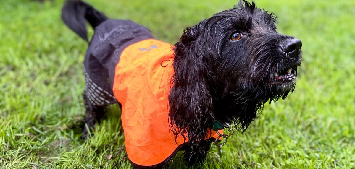 Wir testen den Fjord Raincoat für Canicross von Non-Stop Dogwear: Der beste Begleiter für Ihre Hunde-Abenteuer im Regen?