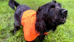 Wir testen den Fjord Raincoat für Canicross von Non-Stop Dogwear: Der beste Begleiter für Ihre Hunde-Abenteuer im Regen?