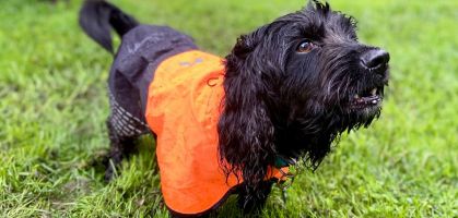 Nous testons l'imperméable Fjord canicross mackintosh de Non-Stop Dogwear : le meilleur compagnon pour vos aventures canines sous la pluie ?