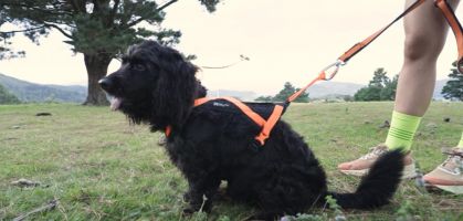 Testing Non-stop Dogwear's Rush Harness, one of the most versatile and lightweight harnesses on the market.