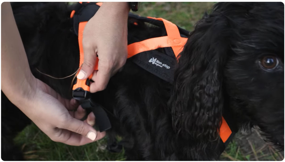 Die wichtigsten Punkte, die Sie beim Non-stop Dogwear beachten sollten: Mehrzweckfunktionalität